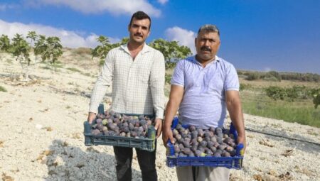 MERSİN BÜYÜKŞEHİR’İN İNCİR FİDANLARI ARTIK MEYVELERİNİ VERİYOR – Mersin Halk Haber