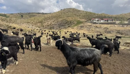 Yörüklerin Yaylalardan Dönüşleri Başladı