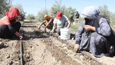 MERSİN BÜYÜKŞEHİR BELEDİYESİ 10 BİN ENGİNAR YUMRUSU DAĞITTI – Mersin Halk Haber