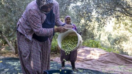 MERSİN BÜYÜKŞEHİR’İN FİDAN DESTEKLERİ MEYVESİNİ VERİYOR – Mersin Halk Haber